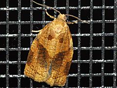 Rose Tortrix Moth